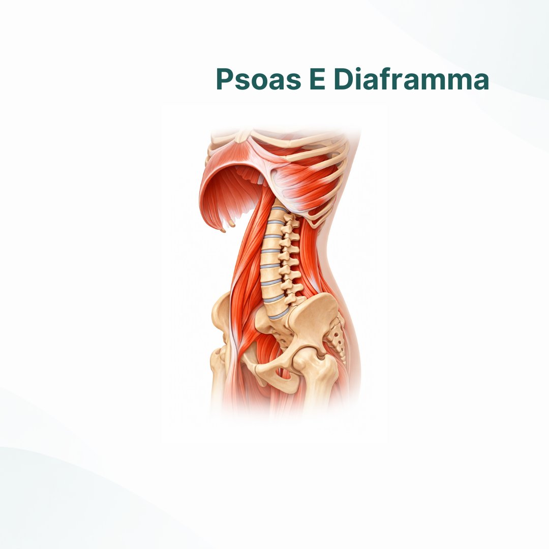 Psoas e Diaframma