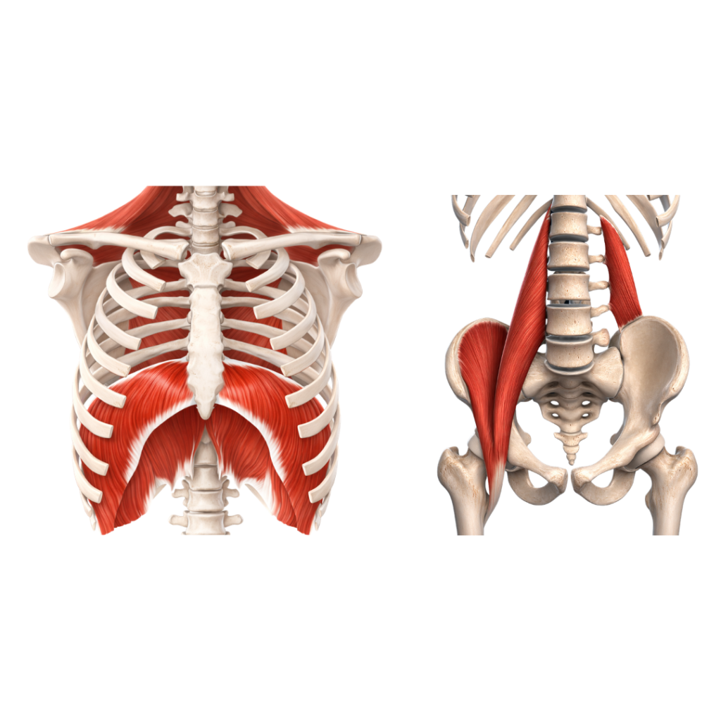 corso psoas 1