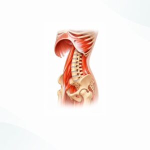 Psoas e Diaframma
