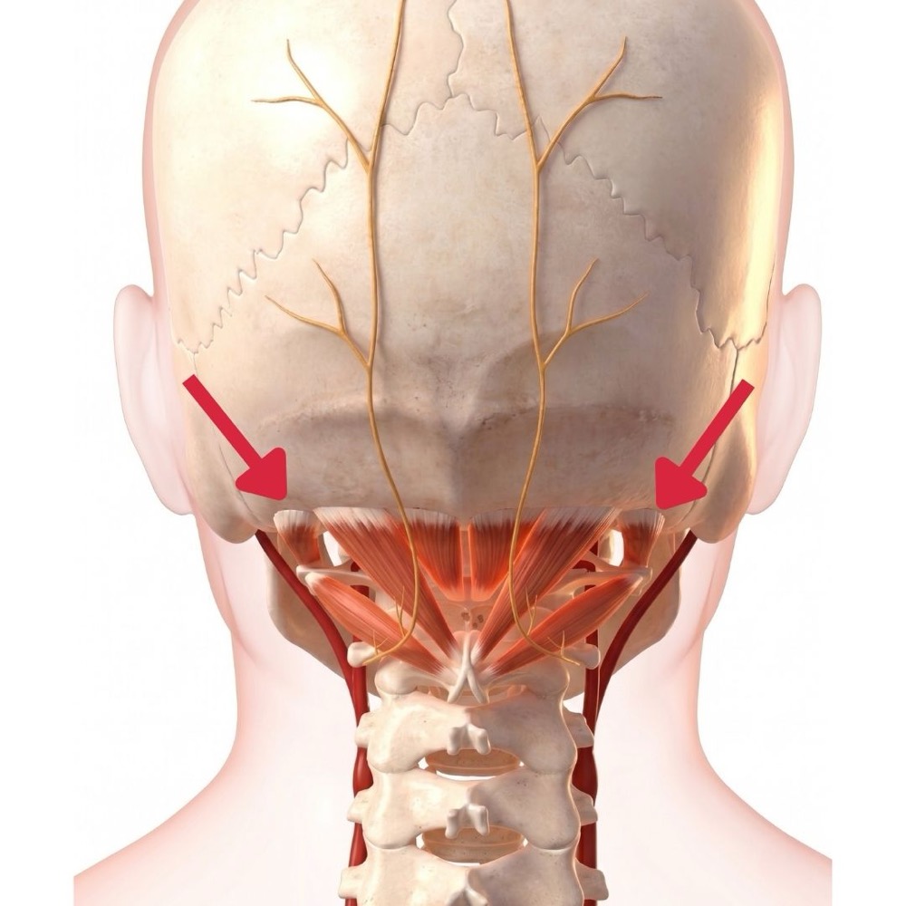 I muscoli sotto-occipitali alla base del cranio